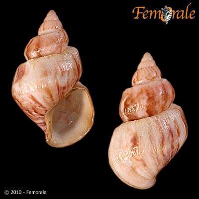 Image of <i>Achatina fulica</i> (Bowdich 1822)