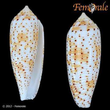 Image of cone snails