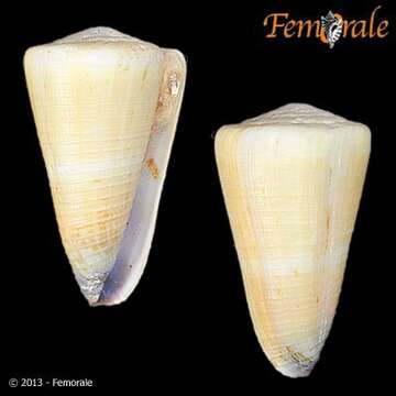 Image of cone snails