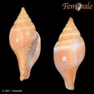 Image of Turbinellidae Swainson 1835