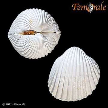 Image of Acanthocardia Gray 1851