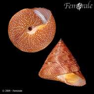 Imagem de Calliostomatidae Thiele 1924