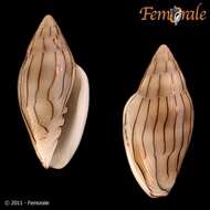 Image of Marginella Lamarck 1799