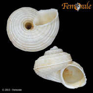 صورة Pomatiidae