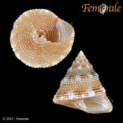 صورة Calliostomatidae Thiele 1924