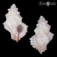 Image of Babelomurex Coen 1922