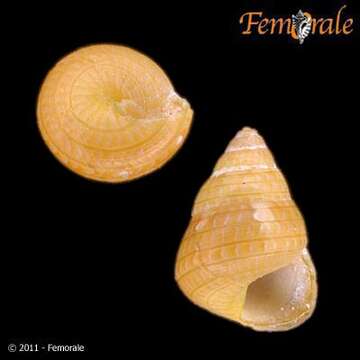 Image of top snails