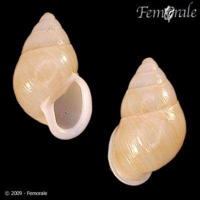 Image of Partulidae