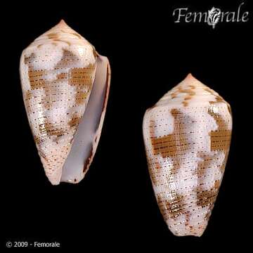 Image of <i>Conus striolatus decurtatus</i> Dautzenberg 1910