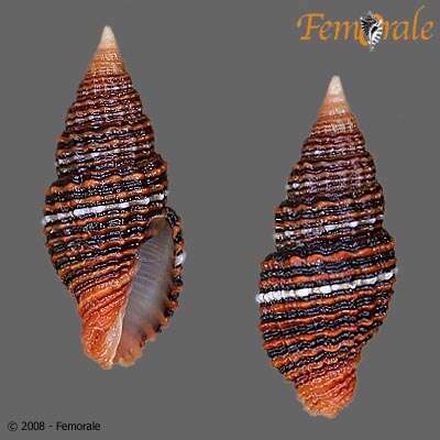 Image of Turbinelloidea Rafinesque 1815