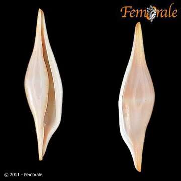 Image of Spindle Cowries