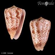 Image of cone snails