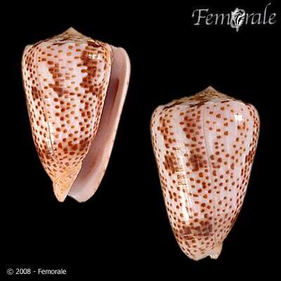 Image of cone snails