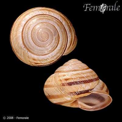 Image of Banded snails