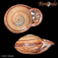 Image of Anostoma brunneum Verdcourt 1991