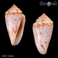 صورة Conus algoensis G. B. Sowerby I 1834