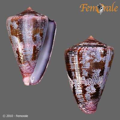 Image de Conus Linnaeus 1758