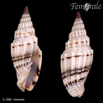 Image of Turbinelloidea Rafinesque 1815