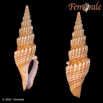 Image of Pseudomelatomidae J. P. E. Morrison 1966