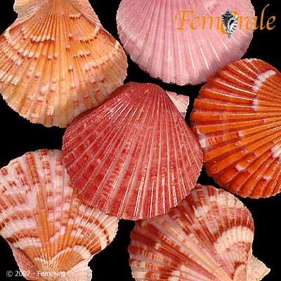 Aequipecten commutatus (Monterosato 1875)的圖片