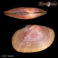 Imagem de Psammobiidae J. Fleming 1828