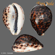 Image of cowrie