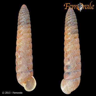 Image of Megaspiridae