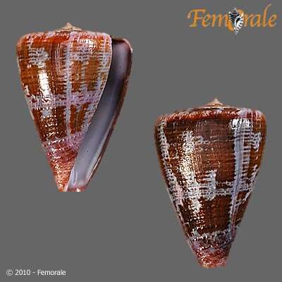 Image de Conus Linnaeus 1758