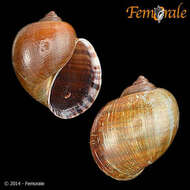 Pomacea Perry 1810 resmi