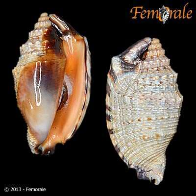 Image of Strombus Linnaeus 1758