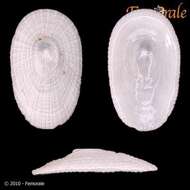 Image of Tugali Gray 1843