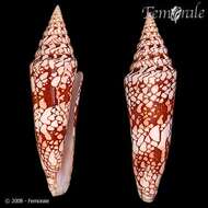 Image of cone snails