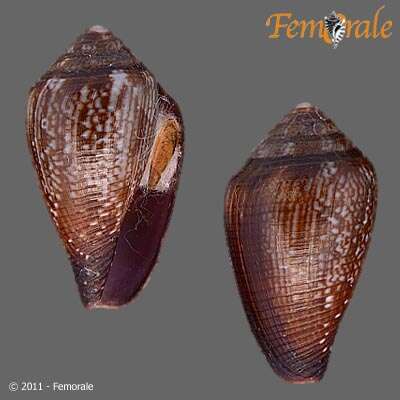 Image of cone snails