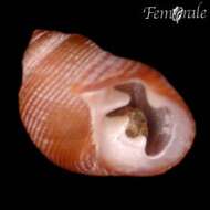 Image of Hollow-shelled Snails