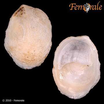 Слика од Crepidula striolata Menke 1851