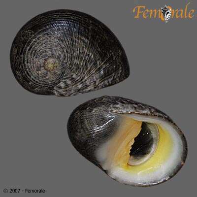 Image of <i>Nerita rumphii</i> Recluz 1841