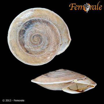 Image of Canariellidae