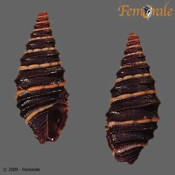 Plancia ëd Pseudomelatomidae J. P. E. Morrison 1966