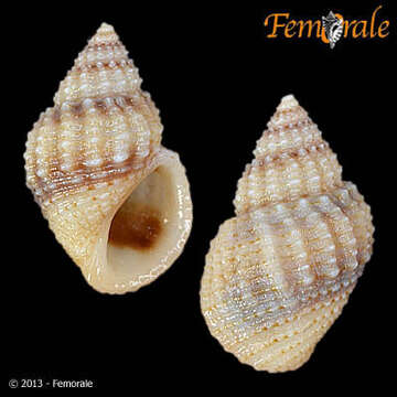 Image of Paludomidae