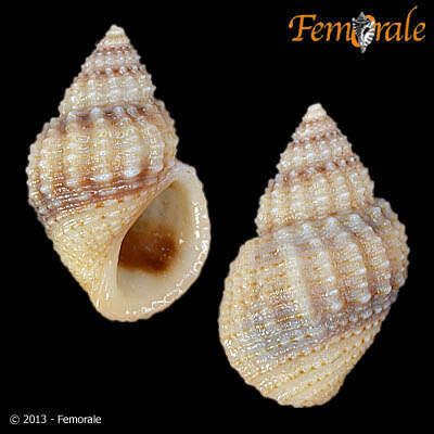 Image of Paludomidae