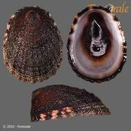 Image of unclassified Gastropoda