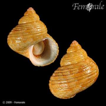 Image of turban snail