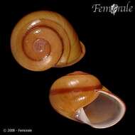 Image of bush snails