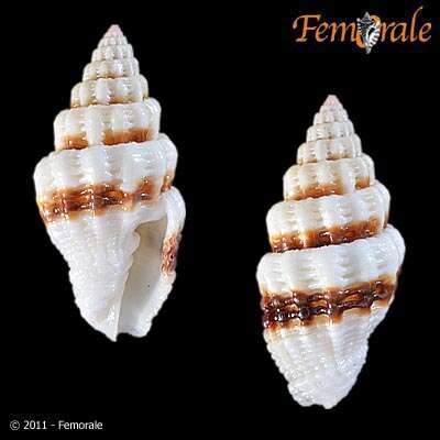 Image de Turbinelloidea Rafinesque 1815