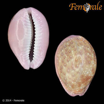 Image of Orthogastropoda