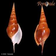 Rostellariidae Gabb 1868 resmi