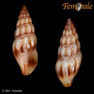 Mangeliidae P. Fischer 1883的圖片