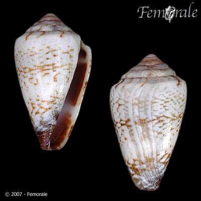 Image of <i>Conus serranegrae</i>