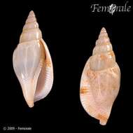 Image of <i>Strombus fusiformis</i> Sowerby 1842