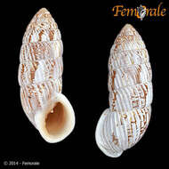 Image of Cerionidae